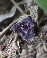 Asarum curvistigma