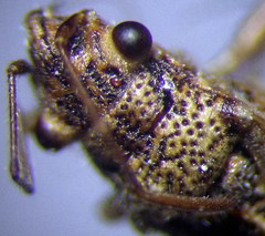 Ortholomus punctipennis