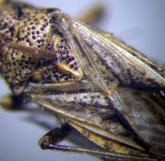 Ortholomus punctipennis