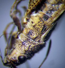 Ortholomus punctipennis