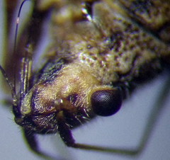 Ortholomus punctipennis