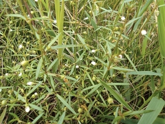 Scleromitrion diffusum