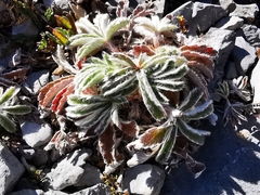 Potentilla leonina