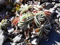 Potentilla leonina