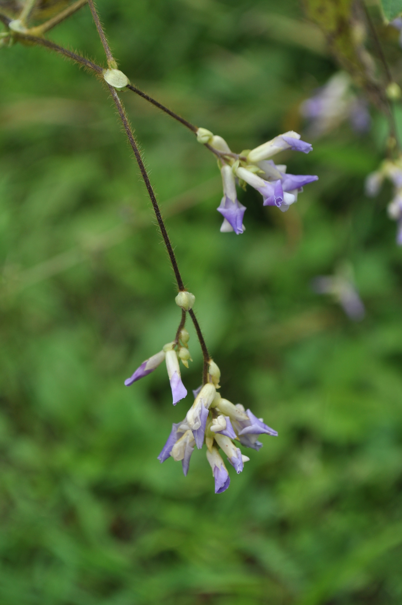 Amphicarpaea bracteata var. comosa