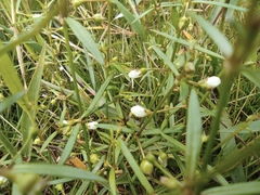 Scleromitrion diffusum