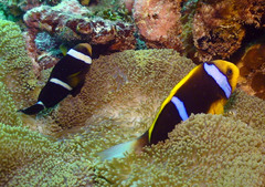 Amphiprion tricinctus