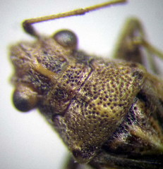 Ortholomus punctipennis