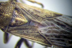 Ortholomus punctipennis