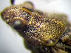 Ortholomus punctipennis