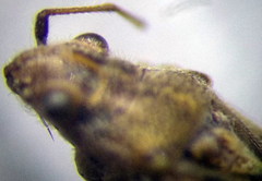 Ortholomus punctipennis