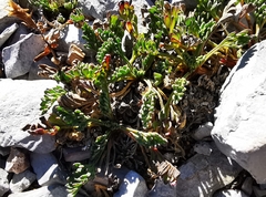 Thelesperma muelleri