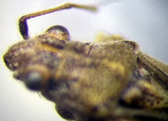 Ortholomus punctipennis