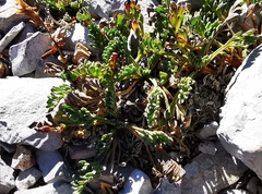 Thelesperma muelleri