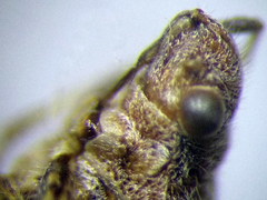 Ortholomus punctipennis