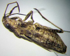 Ortholomus punctipennis