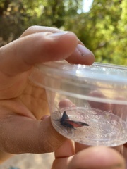 Lycomorpha splendens