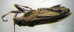 Ortholomus punctipennis