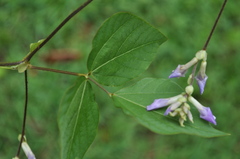 Amphicarpaea bracteata comosa