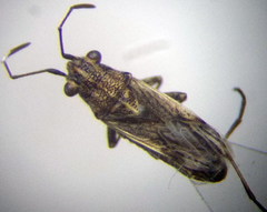 Ortholomus punctipennis