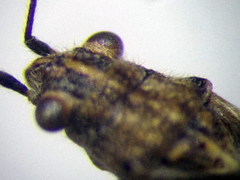 Ortholomus punctipennis
