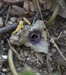 Asarum curvistigma