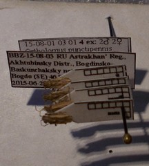 Ortholomus punctipennis