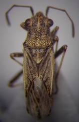 Ortholomus punctipennis