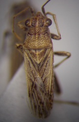 Ortholomus punctipennis