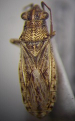 Ortholomus punctipennis