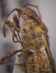 Ortholomus punctipennis