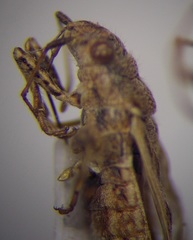 Ortholomus punctipennis