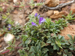Psoralea pungens