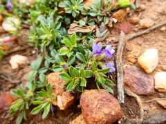 Psoralea pungens