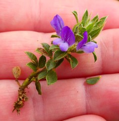 Psoralea pungens