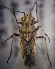 Ortholomus punctipennis