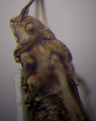 Ortholomus punctipennis