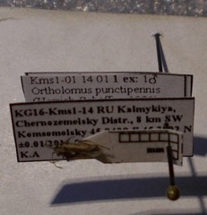 Ortholomus punctipennis