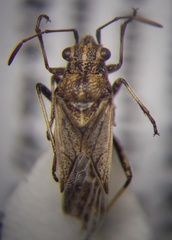 Ortholomus punctipennis