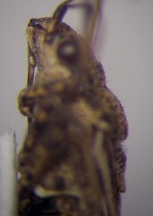 Ortholomus punctipennis