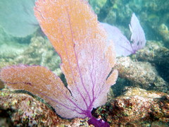 Gorgonia