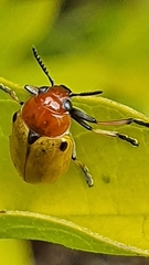 Antipus rufus