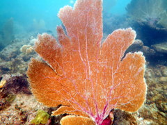 Gorgonia