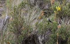 Oreotrochilus chimborazo