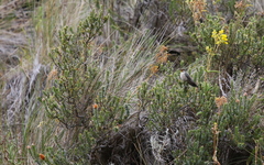 Oreotrochilus chimborazo