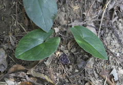 Asarum curvistigma