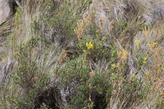 Oreotrochilus chimborazo
