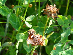 Autographa bractea
