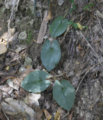 Asarum curvistigma