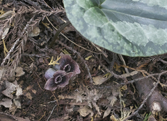Asarum curvistigma